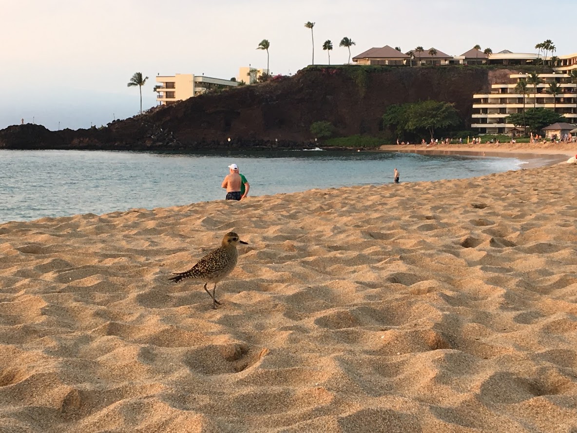 Beach near black rock