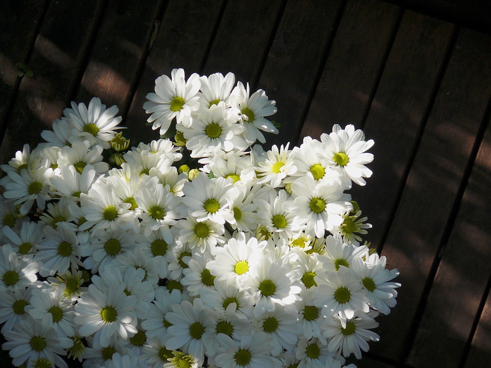 Daisies